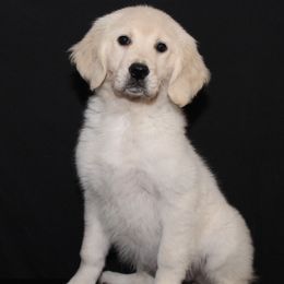 Golden Retriever puppies from Grace Skye Goldens