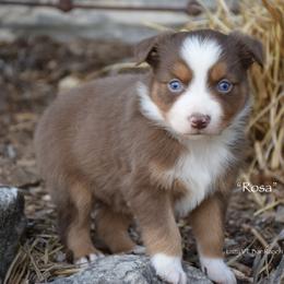 Rosa - Red tri female Miniature Australian Shepherd puppy in Evant, Texas from Lazy VT Bar Ranch