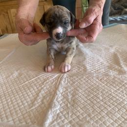 Whippet Puppies from Jody Eller's Whippets