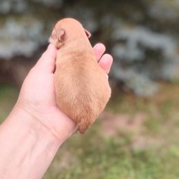 Julius - Chocolate sabled fawn male Chihuahua puppy in Wayland, Michigan from MI Chihuahua