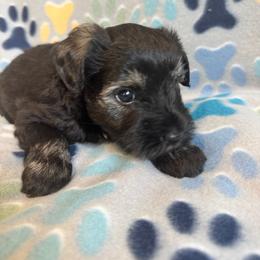 Black and Silver - Black and silver male Miniature Schnauzer puppy in Boaz, Alabama from Sweet Home Schnauzers