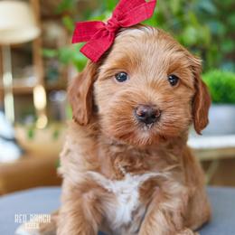 Daisy - Apricot female Goldendoodle puppy in Salado, Texas from Red Ranch Dogs