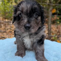 Gomez - Blue merle male Aussiedoodle puppy in Mulino, Oregon from Korbella Farm