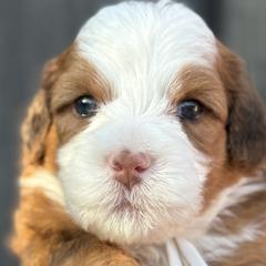 Australian Mountain Doodles from Jade’s Paws & Co. Of Miami LLC