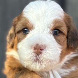 Australian Mountain Doodles from Jade’s Paws & Co. Of Miami LLC