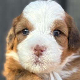 Australian Mountain Doodles from Jade’s Paws & Co. Of Miami LLC