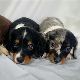 Dachshund puppies from Dachs and Poms