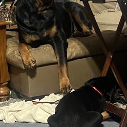 Rottweiler Puppies from CG Rottweilers