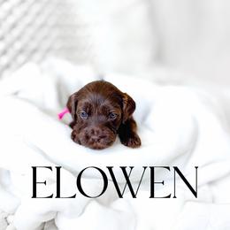 Elowen - Chocolate female Goldendoodle puppy in Springville, Utah from Happy Doodle