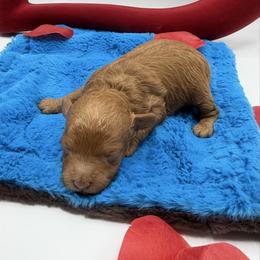 Abu - Red  male Goldendoodle puppy in Central, Arizona from Desert Valley Doodles