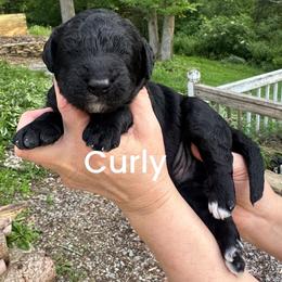 Curly - Black male Goldendoodle puppy in Prosperity, Pennsylvania from Stelladoodles & Company