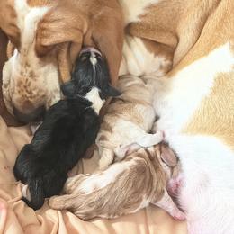 Bailey - Basset Hound