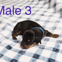 Male 3 - Black and tan male Dachshund puppy in Winton, North Carolina from Parker’s all American Doxies