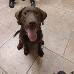 Labrador Retriever Puppies from Bacres Kennels