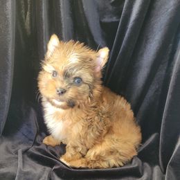 Danny. - Gold male Yorkshire Terrier puppy in Buda, Texas from BIOLA'S YORKIES