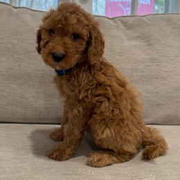 Blue collar boy - Red  male Goldendoodle puppy in Ridgewood, New Jersey from Jessie’s Doodles