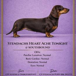 Henley - Dachshund