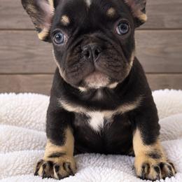 Rory - Black and tan female French Bulldog puppy in Warm Springs, Arkansas from State Line Dachshunds & Frenchies