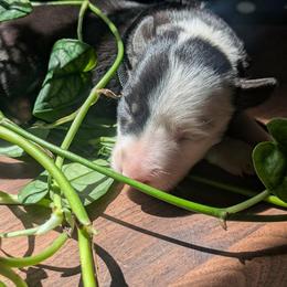 Terra - Black and white female Border Collie puppy in Max, Nebraska from Stag Valley Homestead
