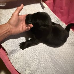 Boy 2 - Black male German Shepherd puppy in Fairdale, Kentucky from Kimberly's German Shepherds