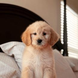 Churro, Girl - Apricot female Goldendoodle puppy in Maricopa, Arizona from Desert Ridge Doodles
