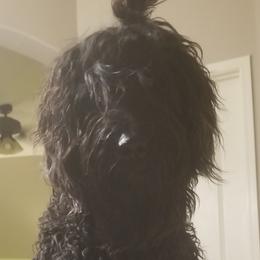 Ari - Goldendoodle