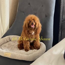 Tiny - Poodle