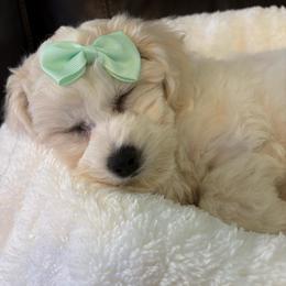 Baby - White and apricot female Bichon Frise puppy in Sacramento, California from Charming Bichons