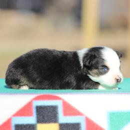 Lincoln - Black tri male Miniature Australian Shepherd puppy in Quapaw, Oklahoma from Rocky Hill Aussies