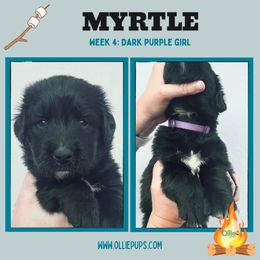 Myrtle - female Golden Mountain Dog puppy in Boiling Springs, South Carolina from OlliePups, LLC