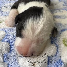 Sam - Black tri-color male Australian Shepherd puppy in Shepherdsville, Kentucky from Annie's Aussies