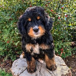 (My Fair) Lady - Tri-color female Bernedoodle puppy in Rose Hill, North Carolina from Red Door Canines