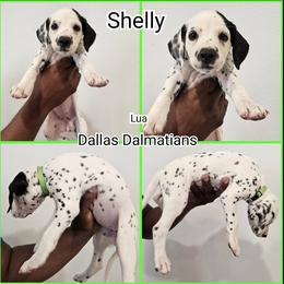 Shelly - White and black female Dalmatian puppy in Mesquite, Texas from Dallas Dalmatians