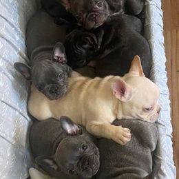 French Bulldogs from Tapestry farm