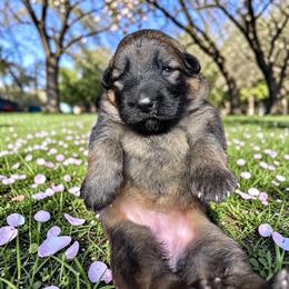 Gala - Sable female German Shepherd puppy in Oakland, Oregon from VHM German Shepherds