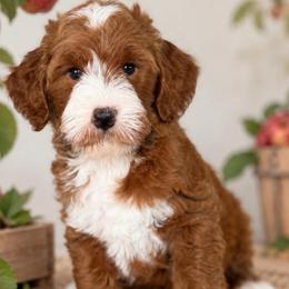 Scarlette - Red  female Goldendoodle puppy in Yuciapa, California from AlltheDoodlez_