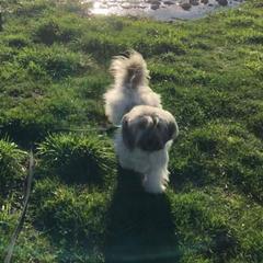 Sugar - Havana Silk Dog