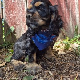 Toothless - Black and tan male Cocker Spaniel puppy in Bonneville County, Idaho from Dream Catcher Cockers