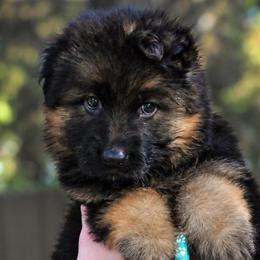 Aspen - Black and red female German Shepherd puppy in Canton, Texas from WILDWOOD GERMAN SHEPHERDS