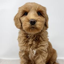 Doris - Caramel female Australian Labradoodle puppy in Sacramento, California from Little Farmstead Labradoodles