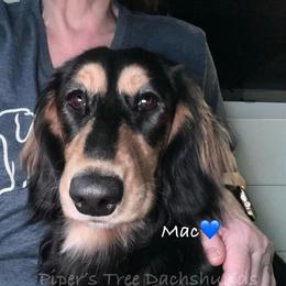 Big MAC - Black and cream male Dachshund puppy in Shelton, Connecticut from Piper’s Tree Dachshunds