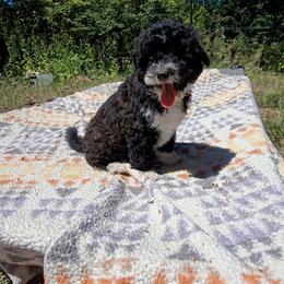 Boy 1 - Brown and white male Aussiedoodle puppy in Silverton, Oregon from Silverton Doodles