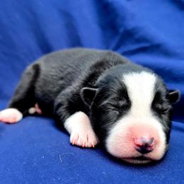 Erie - Black and white female Siberian Husky puppy in Addison, Michigan from Gray Run Siberian Huskies