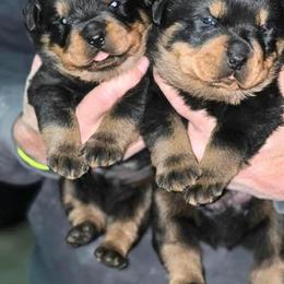 Rottweiler Puppies from Bella Bowe Champion Import Rottweilers