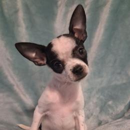 Eli - Black and white male Chihuahua puppy in Branford, Florida from Mbjs Doxies and chihuahuas