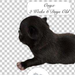 AKC Onyx - Black and white male Chihuahua puppy in Columbus, Nebraska from Prancy Pawz