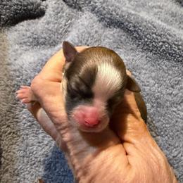 Lupita - Chocolate sabled fawn female Chihuahua puppy in Seneca, Missouri from Stephanie’s Puppy Colony