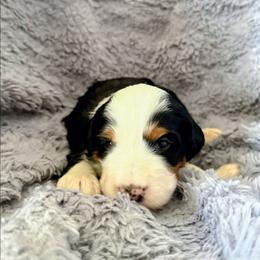 Chili - Tri-color female Bernedoodle puppy in Gilbert, Arizona from San Tan Doodles