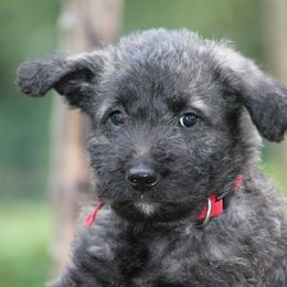 Belgian Laekenois, Dutch Shepherd, and Golden Retriever Puppies from Coswald