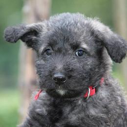 Belgian Laekenois, Dutch Shepherd, and Golden Retriever Puppies from Coswald